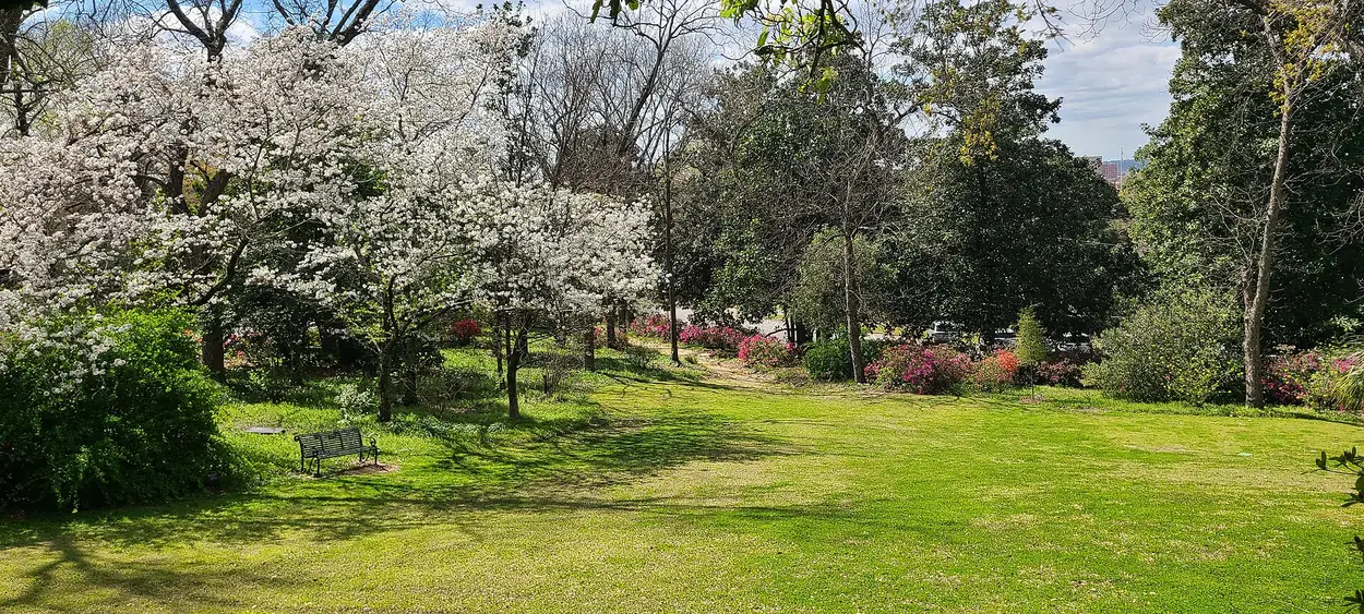 Dogwoods and azaleas in bloom in the Bradley Olmsted Garden at The Columbus Museum on Wynnton Road.